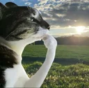 Thinking Cat