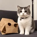 cat wifout bag