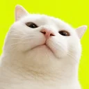 Vibing Cat