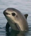 #SaveTheVaquita