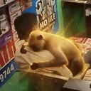 The HODL Monkey