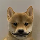 Moustache Inu