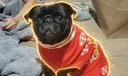 Justice for ChaCha