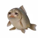 Cashfish