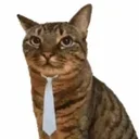Cat in Tie