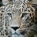 Goofy The Leopard
