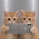 Duo