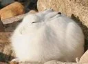Bullshit With Fur