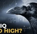 An IQ Too High?