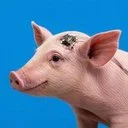 Gertrude