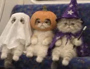 Catoween