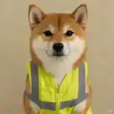dog in vest