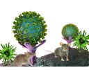 Hantavirus