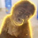 Bili The Gorilla