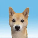 マメ