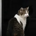 Larry The Cat