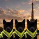 Niggas in Paris