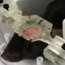 Rat Theft Auto