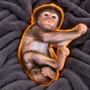 Zara The Baboon