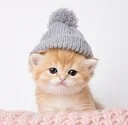 Kitten Wif Hat