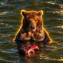 Google Bear