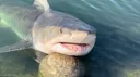부캉이 busan shark