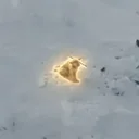 The Nietzschean Dog