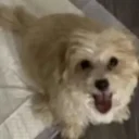 Justice for Louie
