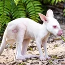 Disney's Albino Wallaby