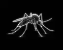 Mosquito