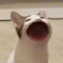popcat