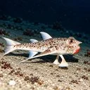 Walking Red Lipped Batfish
