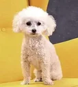tylee