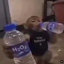 Water Monkey