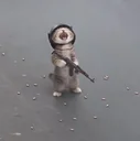 The Loot Cat