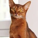Justice for Schrödinger