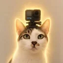 The GoPro Cat