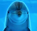 Dolphin Intelligence