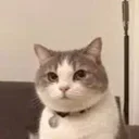 Decrypted Cat