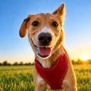 Stockdog