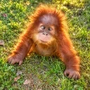 DouDou The Orangutan