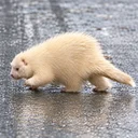 The Albino Porcupine