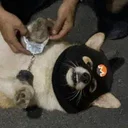 Crime Dog