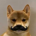 dogwifmustache
