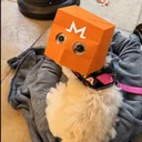 Privacy Dog