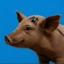 Gertrude