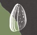 The Genesis Seed