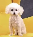 Tylee
