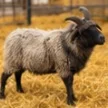 Neuralink Sheep