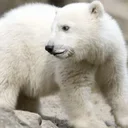 The Polar Bear